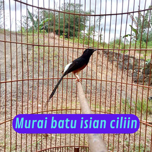 Murai Batu Isian Cililin (Live)