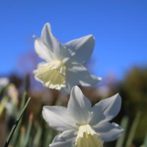 Padecore (F)all (feat. DEUCES18)