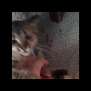 I Also Want to Love in New Orleans