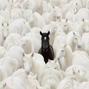 教官是我的玩具