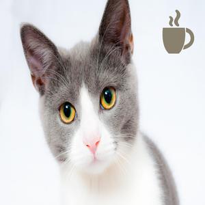 Cute Kitty Coffee