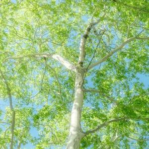 埃及摇  (纯音乐BGM)