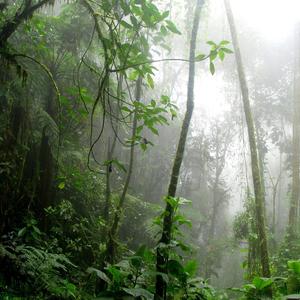 Cowbells and Rain (Lake Geneva Switzerland)