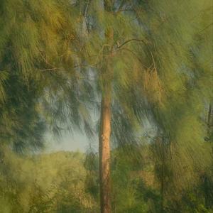 我是真的爱上你（我偷偷地爱上你）