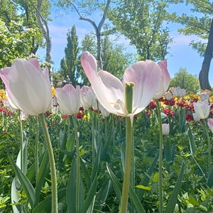 秦淮河畔（纯音乐）