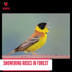 Friendly Gray Catbirds