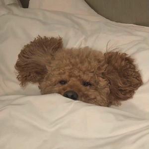 少年日记（翻自：NiDEX_X）