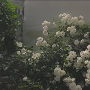 夜空中最亮的星