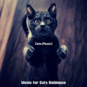 Entertaining (Cute Kittens)