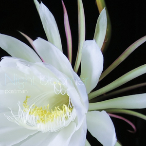 ありふれた幸せ