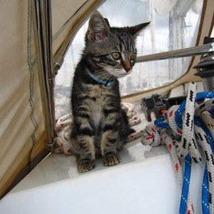 Blueberry Faygo (slowed)