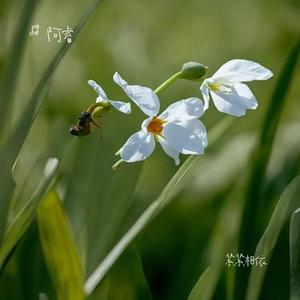 漫步这花海