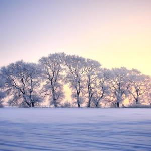 寒雪 (2)