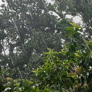 迷雾森林中的雷雨声/大自然白噪音/深度放松/背景音乐/疗愈舒压/按摩助眠3