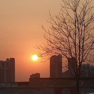 萱草花（Cover 张小斐）