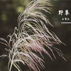 野草(Prod.by Jeston)