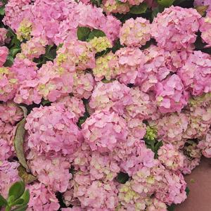 I love hydrangeas