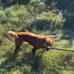 fire bolt x synthless