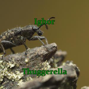 Thuggerella