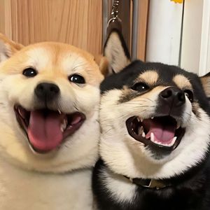 爱自有天意