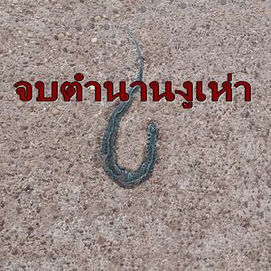 จบตำนาน งูเห่า