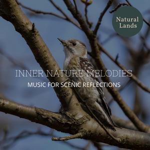 Undisturbed Coniferous Forest Evening