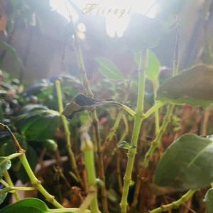 it smells like Ohio (feat. against realism)