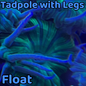 Float