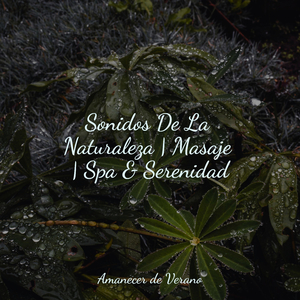 La Imaginación de la Soledad Espiritual