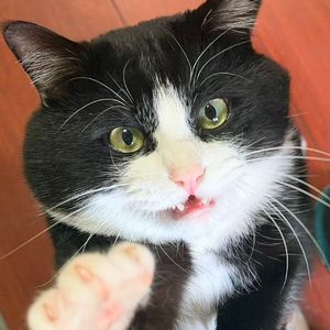 猫