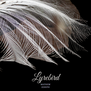 Lyrebird
