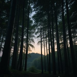 竹林暮色深