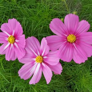 《先来后到》词曲唱赵鑫