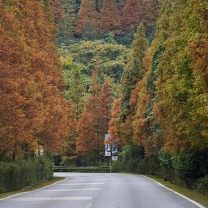 告白碎在风里.wav