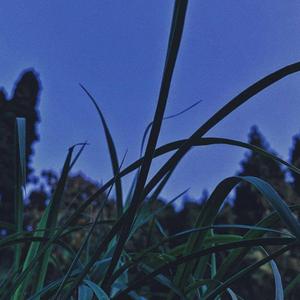 眉由自水