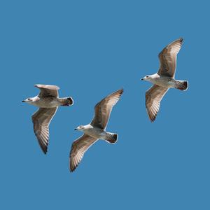 Bird Song