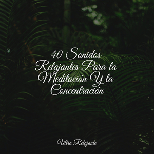 Crepúsculo Desde La Ventana