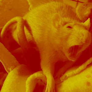 the rat