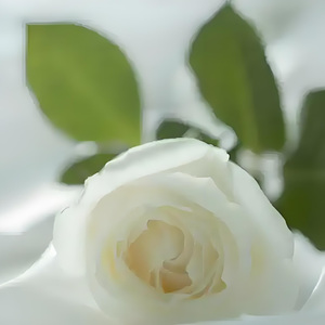 普罗旺斯薰衣草的传说.wav