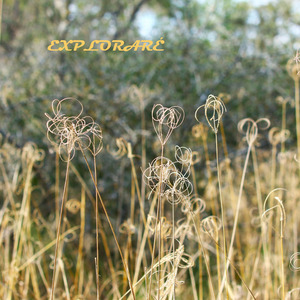 Exploraré
