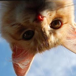 你飞到城市的另一边【翻唱】