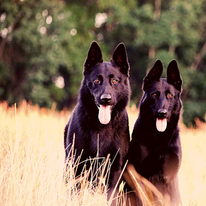 Fun (Dog Anxiety)