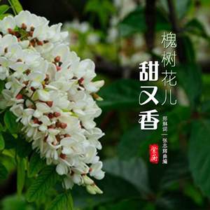 紫蘅 - 槐树花儿甜又香