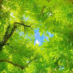 《夏风甜》
