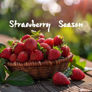Strawberry Season 스트로베리 시즌