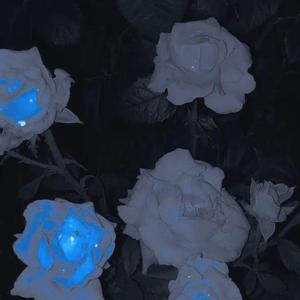 奇妙能力歌_siren