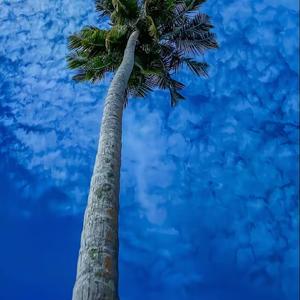 阿雷基帕光明鹤顶红的纯音乐 (25)