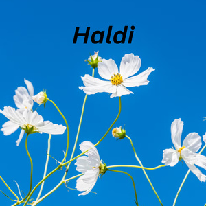 Haldi