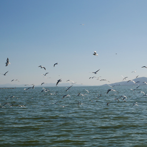 你有什么愿望么 我想听