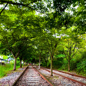 은행 잎이 물들 때